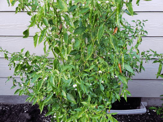 Chili pepper plant